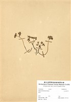 藏品(玉山佛甲草)的圖片